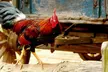 Visit for Two or One-Year Family Membership at Museum of Appalachia (Up to 47% Off) - Second Medium