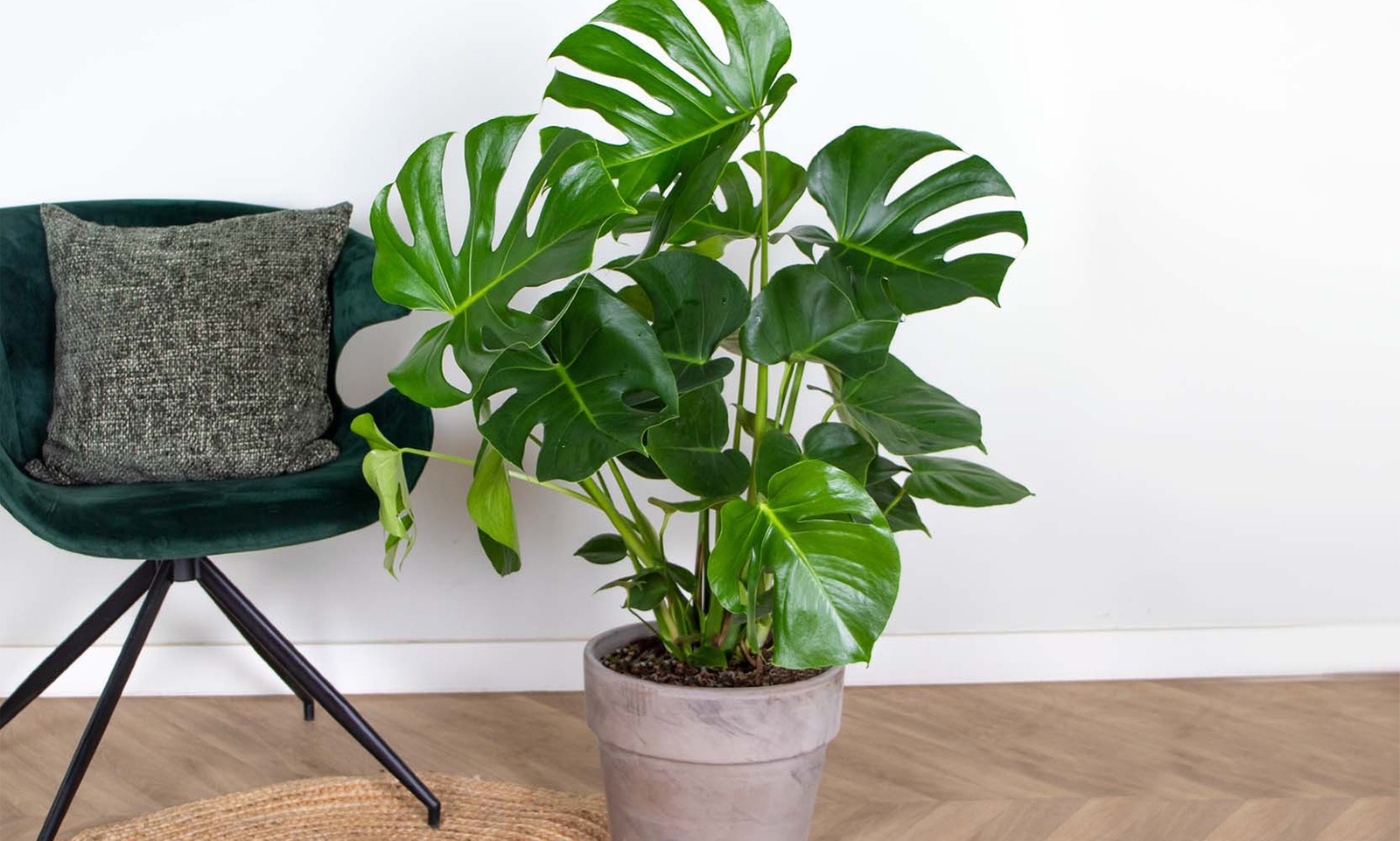 Plante Monstera Deliciosa