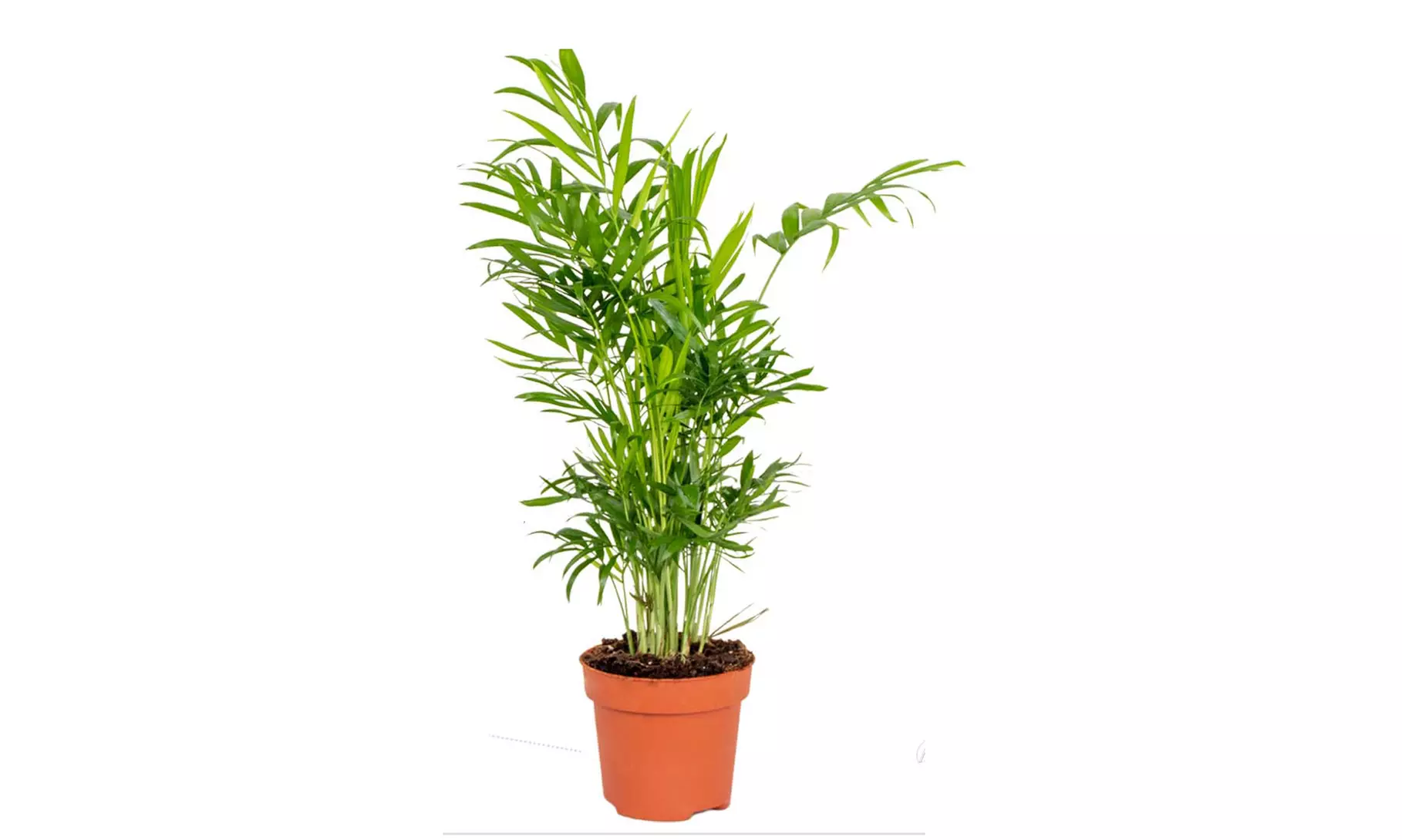 Set van 4 luchtzuiverende planten