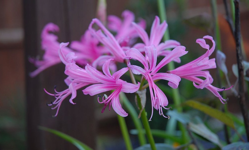 Image 2: Nerine bowedenii ‘Pink’ – 5, 10 or 20 bulbs