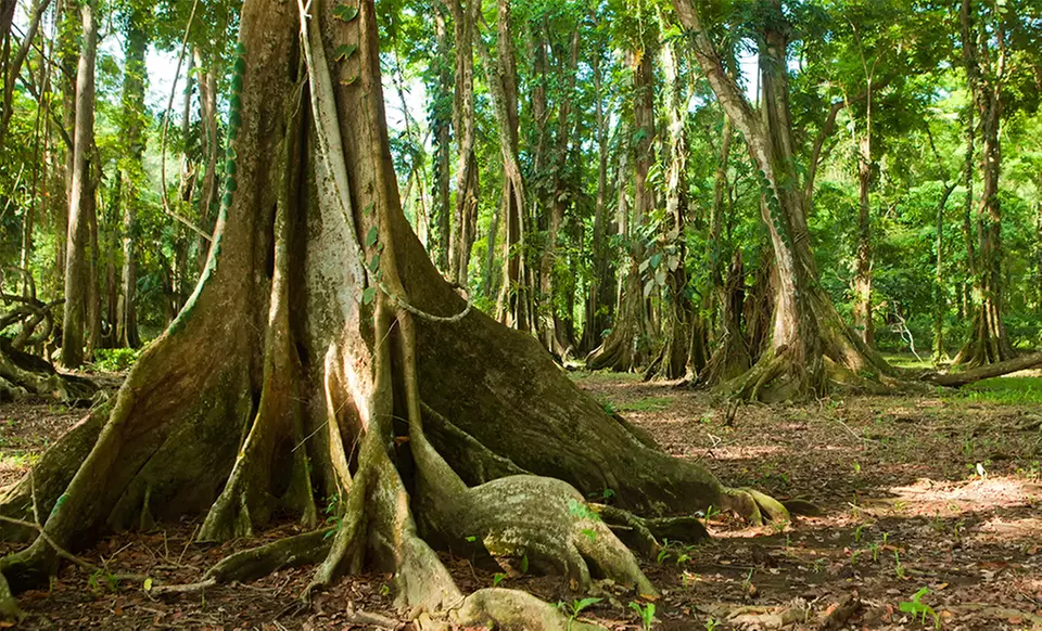 ✈ 7-Day Tour of Costa Rica with Round-Trip Airfare from Gate 1 Travel. Price/Person Based on Double Occupancy. - Second Medium
