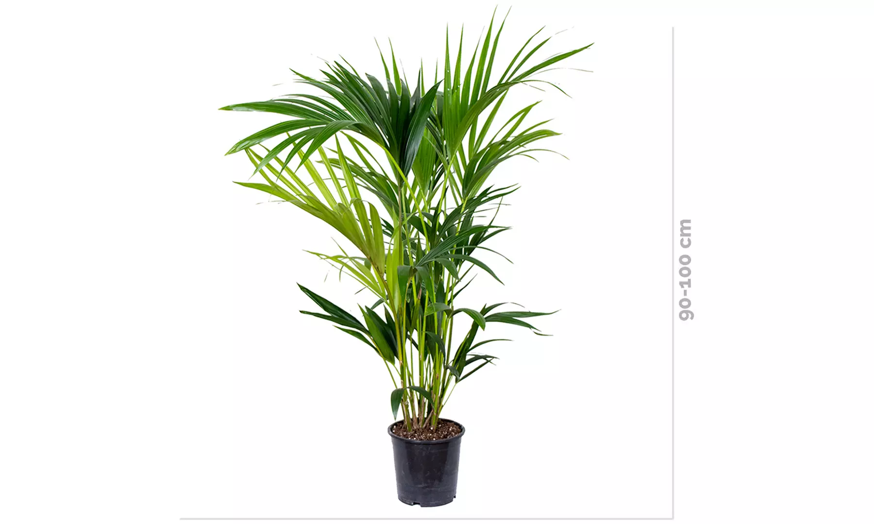 1 of 2 Kentia palmplanten