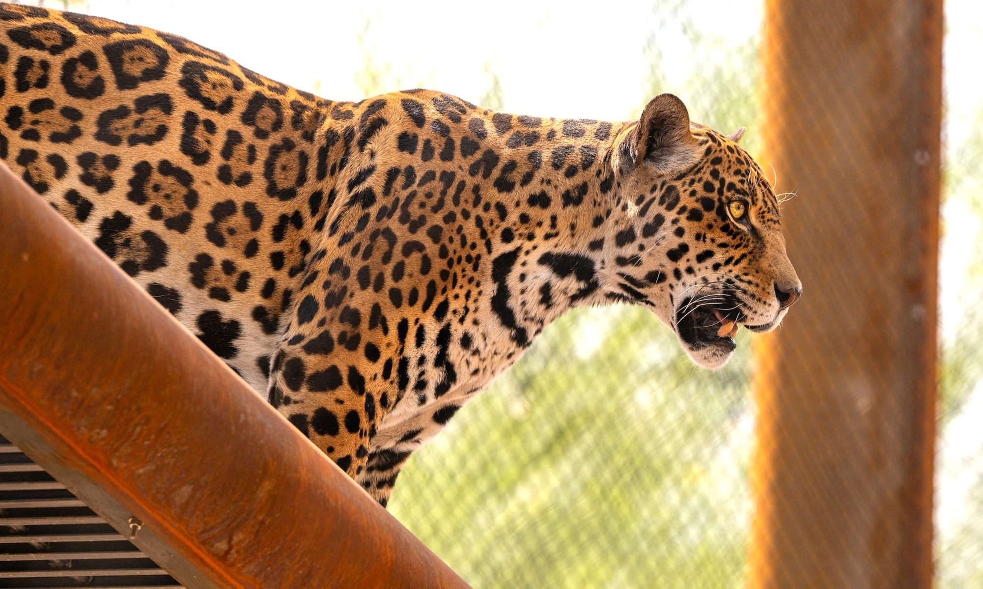 General Daytime Admission to Phoenix Zoo