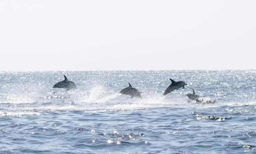 Image 1: 2 Hour Dolphin Daytime Tour 