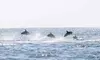 Save Up To 15% on 2 Hour Dolphin Daytime Tour from Harbor Star Dolphin Tours! 