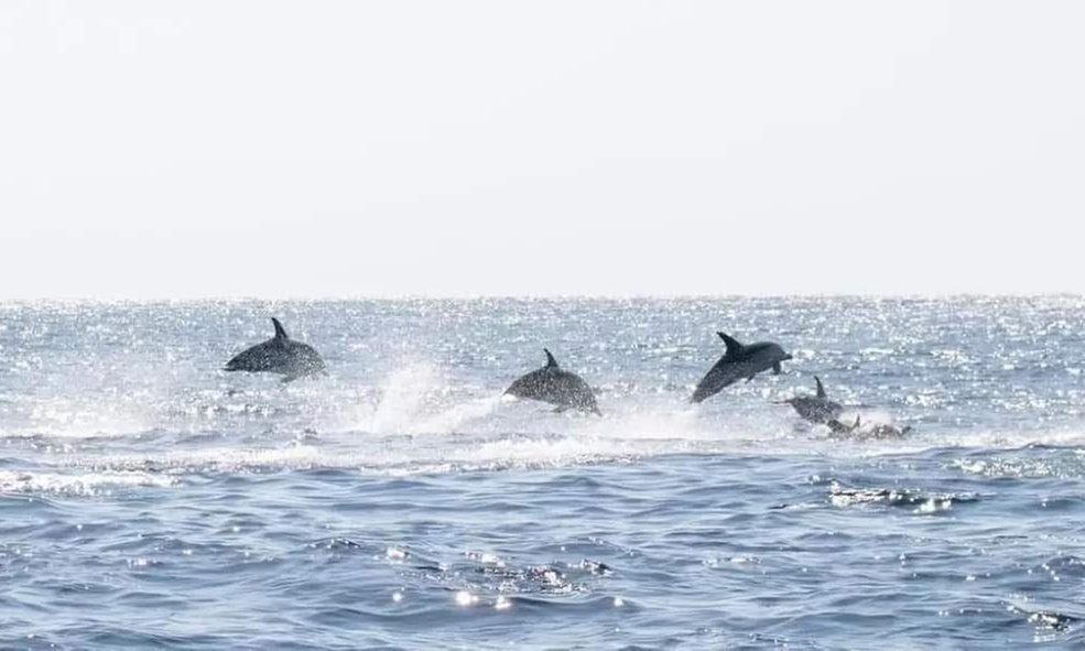 2 Hour Dolphin Daytime Tour