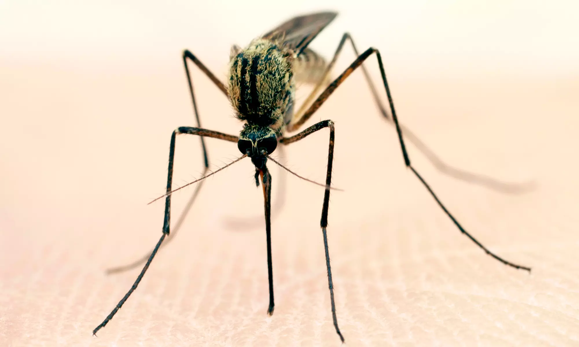 $29 for Eco-Friendly Home Pest Control from Green Home Pest Control ($175 Value) - Primary Image