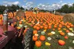 Fall Adventure: Pumpkins, Hayrides, Petting Zoo, and Other Farm Treats and Fun for 1-4 People at Apple Ridge Orchards - Second Medium