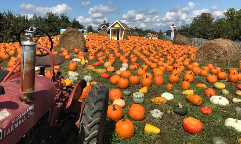Farmtastic Day to Pick Your Own Pumpkins, Solo or Family of 1-4 People