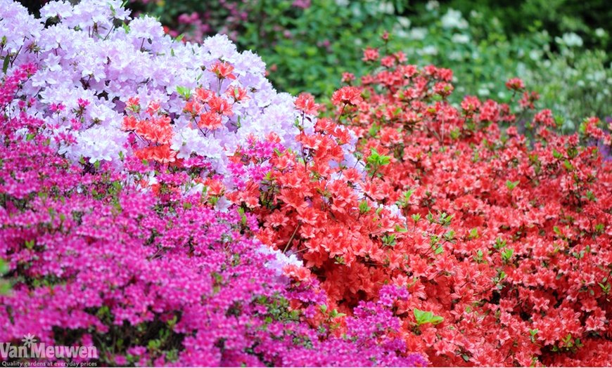 Image 1: Hardy Dwarf Azalea Collection