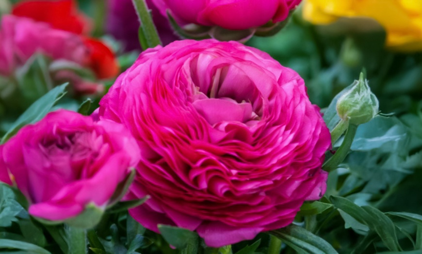 Image 4: Set van 80 ranonkelbollen van Rootz