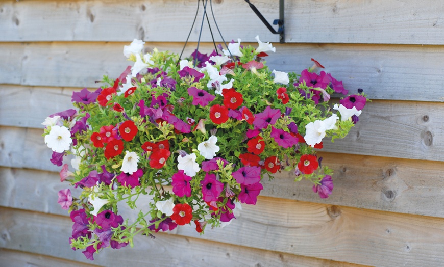 Image 2: 5 Petunia Mixed Plug Plants