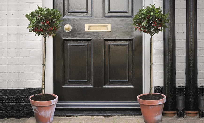 Image 1: One or Two Holly Standard Potted Plants