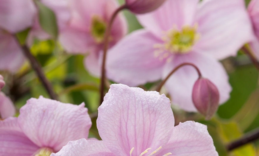 Image 2: Set van 3 'Clematis Montana' planten
