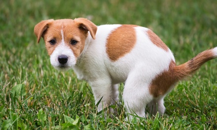 Dog Training Essentials - International Open Academy