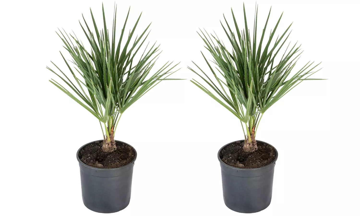 Set de palmeras enanas europeas para darle un toque mediterráneo a tu hogar - Second Medium