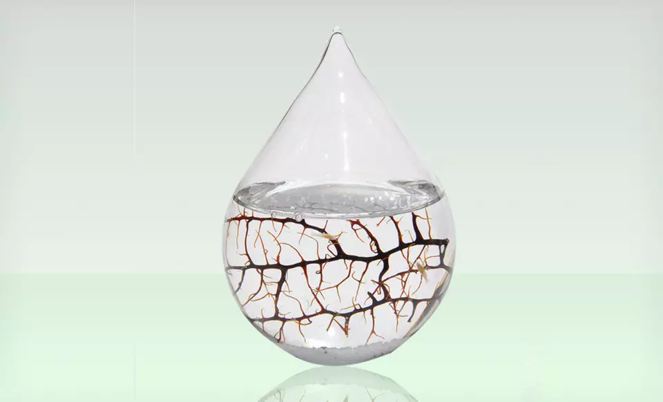 Small or Large Waterdrop EcoSphere (37% Off). Free Shipping and Returns. - Second Medium