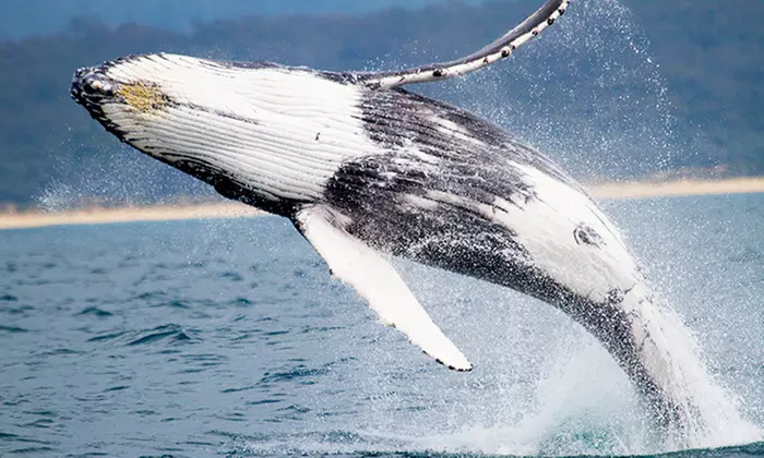 $35 for a Four-Hour Whale-Watching Cruise for One Person with Go Whale Watching, Darling Harbour (Up to $80 Value) - Primary Image