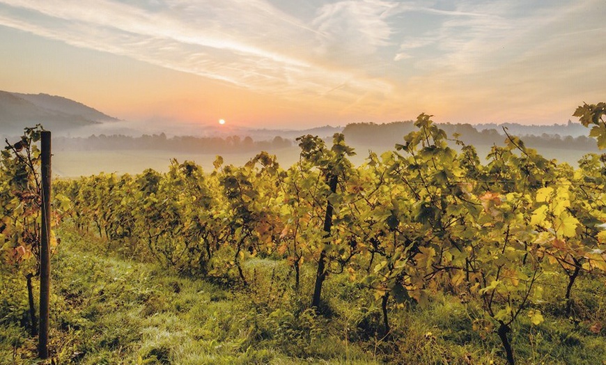 Image 3: Sparkling Wine Tasting Experience