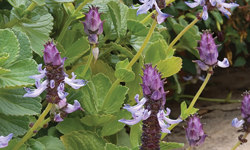 Image 3: 3 Coleus Canina Scardy Cat Plants