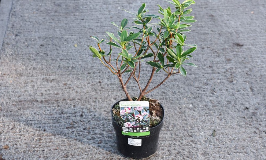 Image 3: Potted Fragrant Daphne Plants - 1 or 2 Potted Plants