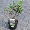 Image 3: Potted Fragrant Daphne Plants - 1 or 2 Potted Plants