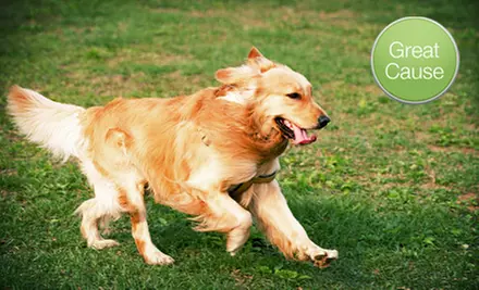 $10 Donation to Help House Shelter Dogs - Primary Image