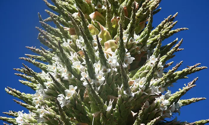 One-Year Individual or Family Membership to UC Botanical Garden at Berkeley (Up to 48% Off)  - Primary Image