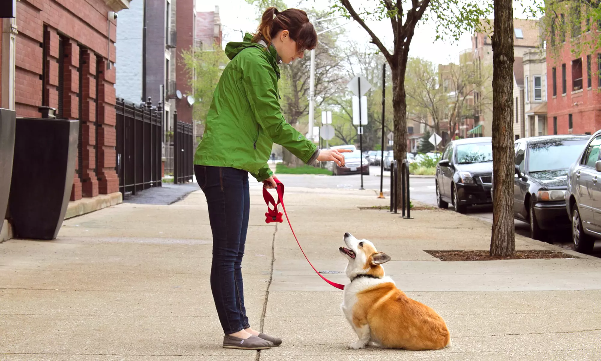 Six Training Sessions for One or Two Dogs at Wag 'N' Tails Dog Activity Center in Shelby Township (Up to 58% Off) - Primary Image