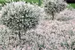 2x oder 4x Salix Flamingo Gartenpflanze - Second Medium