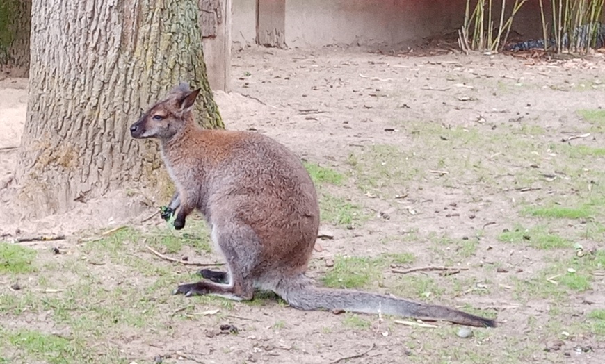 Image 14: KinderWorkshop - Fotografieren im Zoo