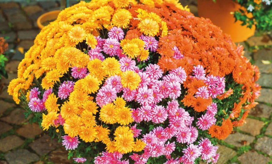 Image 3: Chrysanthemum Hardy Patio Improved Variety - 6, 12 or 18 Plants