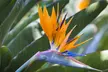 Exotic Bird of Paradise Plants 1 or 2 Potted Plants (13cm pots) - Image 2