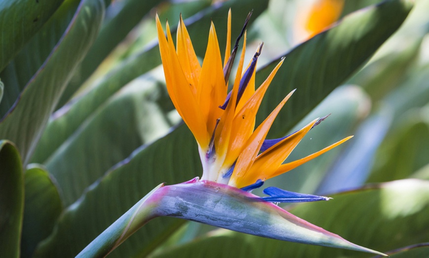 Image 2: Exotic Bird of Paradise Plants 1 or 2 Potted Plants (13cm pots)
