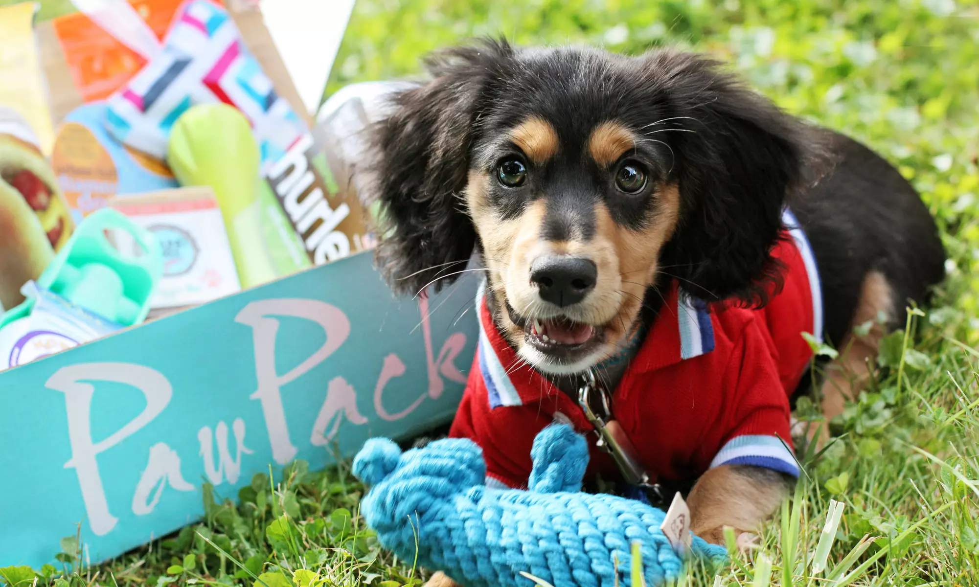 1-, 3-, 6-, or 12-Month Pet Gift Box Subscription for a Cat or Dog from PawPack (Up to 33% Off) - Primary Image