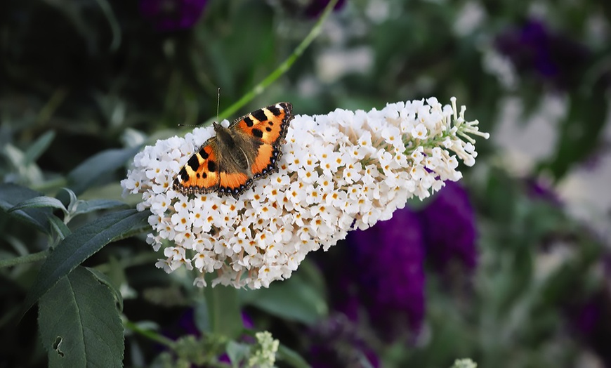 Image 4: One or Three Buddleja Buzz Ivory Hardy Shrub Plants