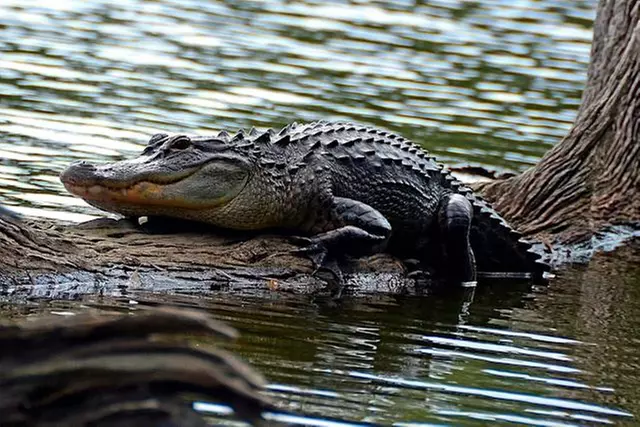 Catch Some Gator Action: Cruise the Everglades with Day or Night Tours