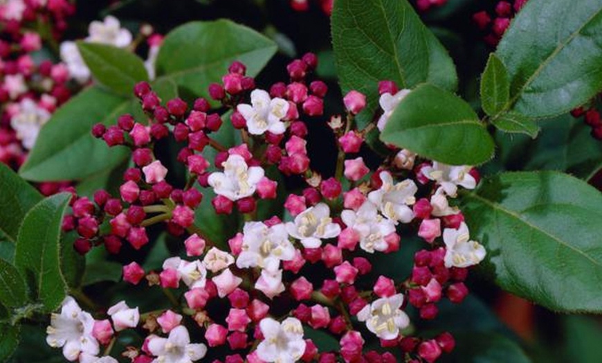 Image 2: Hardy Evergreen Shrub Collection