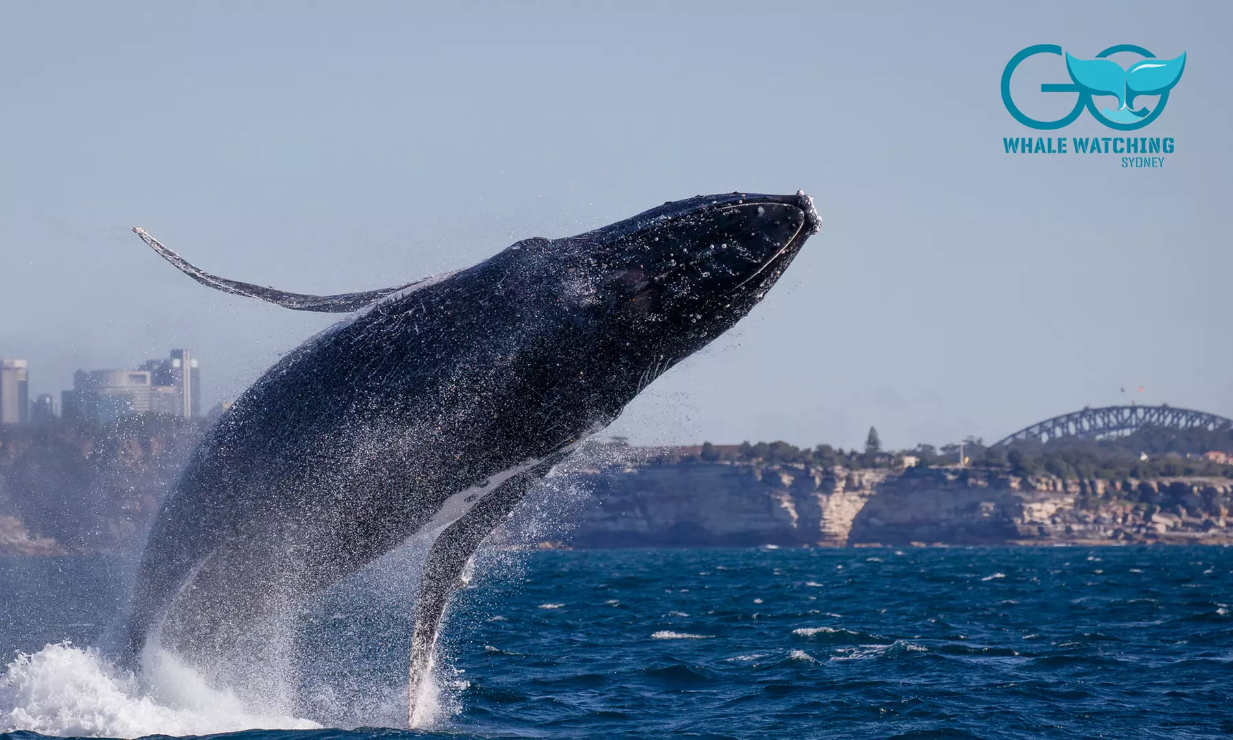 Weekday/Weekend Express 3 Hour Whale Watching Cruise with Refreshments (Up to 26% Off) - Primary Image