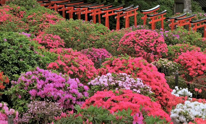 Image 4: Rhododendron Azalea Plant