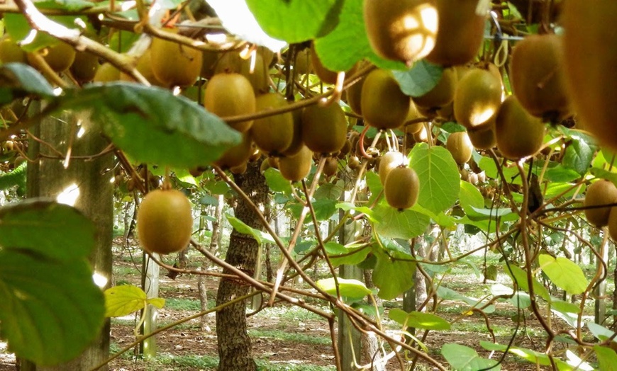 Image 1: 3 de 6 plantes de kiwi