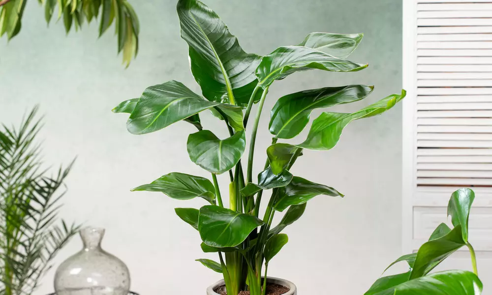 1 ou 2 plants de Strelitzia Nicolai 55-70 cm ou 100-120 cm, livrés en pot - Primary Image
