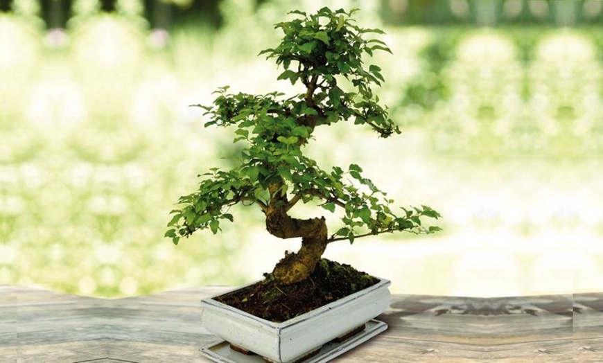 Image 1: Miniature Bonsai Tree