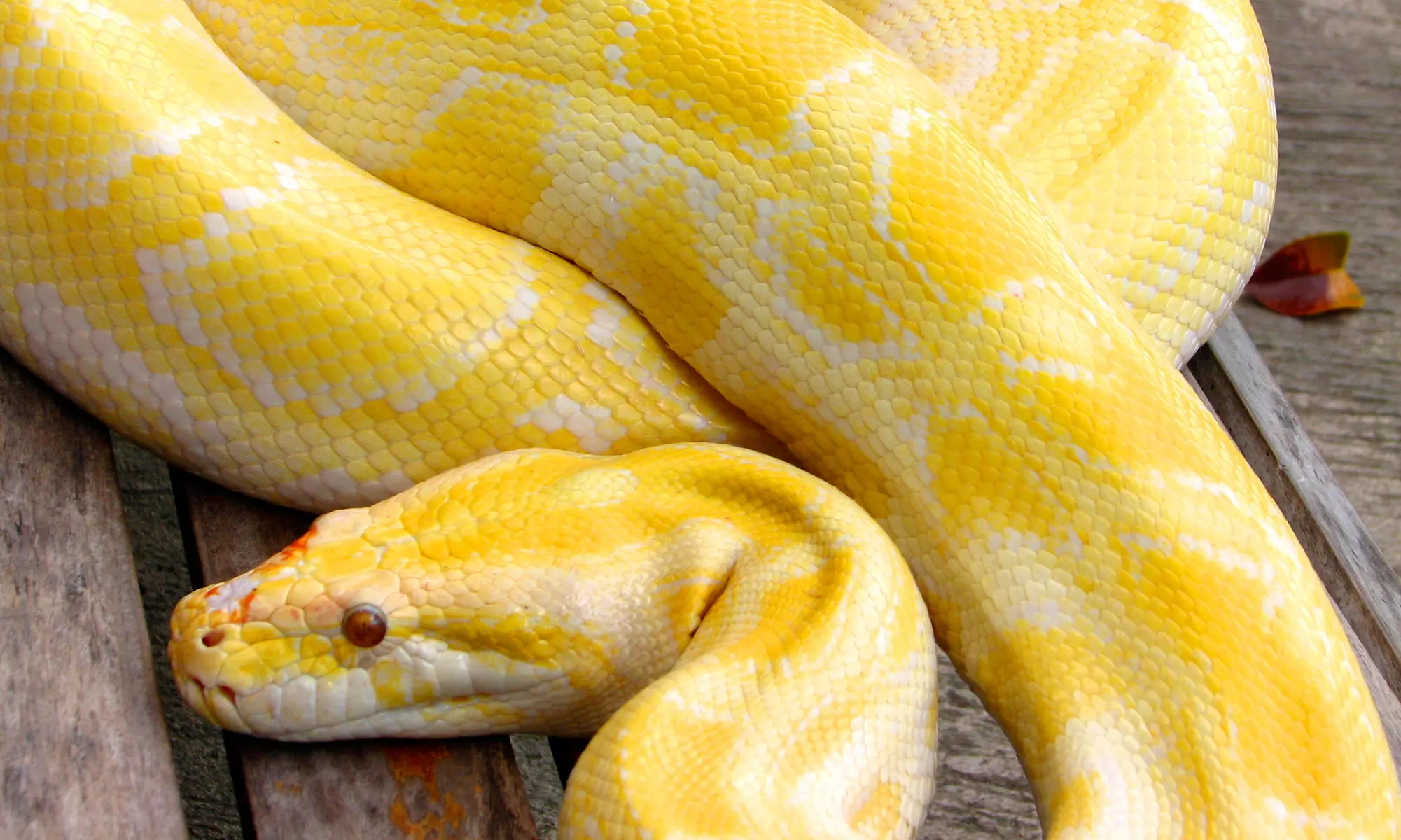 $115 for a 45-Minute On-Location Party with Snakes or Critters from Snakehead Ed ($250 Value) - Primary Image