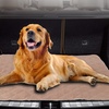 Washable Pet Toilet Training Pad