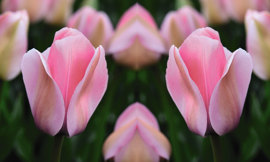 Image 2: Tulip Bella Blush - 16 or 32 Bulbs