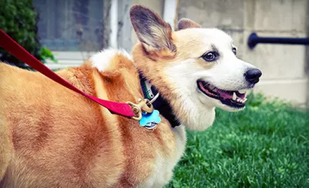 One or Three 20-Minute Dog Walks or One Cat Visit from Dog Gone Walking & Pet Care (Up to 58% Off) - Primary Image