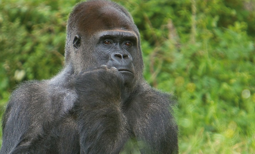 Image 5: Entrées à la Vallée des Singes