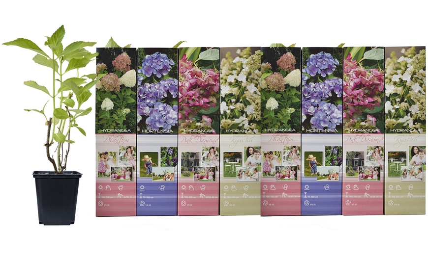 Image 10: Set van 4 of 8 XXL hortensia planten