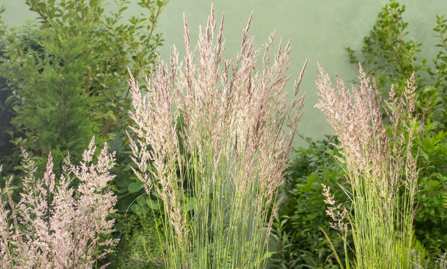 Image 1: 1 of 2 siergras planten 'Calamagrostis Overdam'